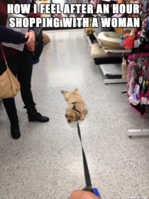 Go shopping with your dog they said Itll be fun they said 