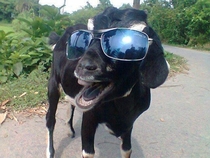 Goat ready for a good time