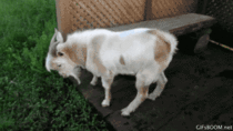 Goatexe Has Stopped Working