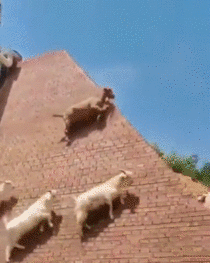 Goats going up a steep wall
