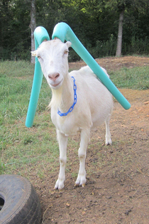 Goats that wont stop head-butting get pool noodled