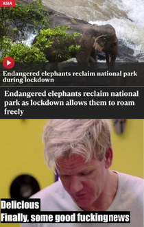 God bless elephants