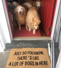 Golden retrievers are beautiful dogs