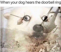 Good boi