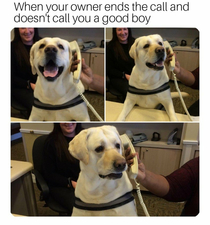 good boi