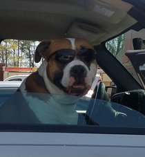 Good boi pulled up next to me at a gas station I wish I was this cool