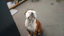 Good boy at local tint shop smiles and strikes a pose when you hold your camera up and tell him to say cheese