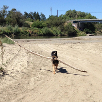 Good boy found a stick