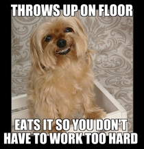 Good guy dog