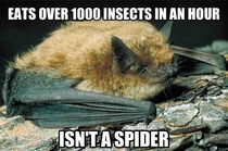 Good guy Little Brown Bat