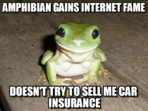 Good Guy Photogenic Frog