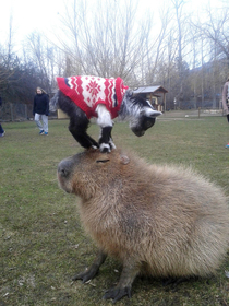 Good luck Capibaras are incarnations of peace itself