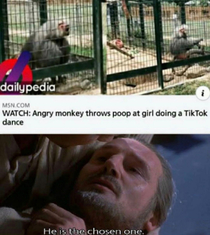 Good monkey boi