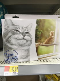 Good to see plus sized cat models featured on products