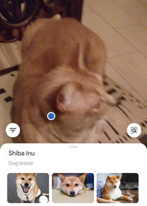 Google Lens thought my cat was a Shiba