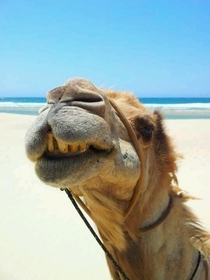 Google starting to regret hiring Camel for desert Street View - Weve completed  yards in two days Every little noise the camera makes the camel stops to inspect it