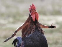 Googled Cockfight Was not disappointed