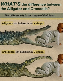 Googled difference between an alligator and a crocodile wasnt disappointed