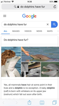 Googled do dolphins have fur to answer my  yo son was not disappointed
