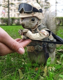 Googled  Marine Animal was not disappointed