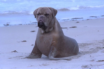 Googled sea dog Not disappointed