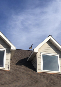 goose on roof