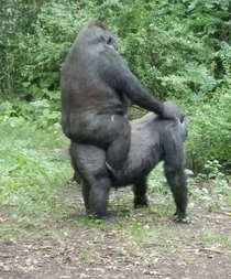 Gorilla horsey ride