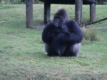 Gorilla signs no to food