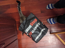 Got a new designer bag Cat really likes it