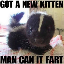Got a new kitten man can it fart