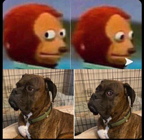 Got a picture or two of my dog his facial expressions looked similar