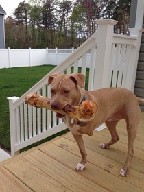 Got my dog a big bone for his birthday It kind of looks like hes eating his own roasted leg