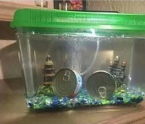 Got My new fish today