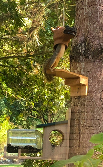 Got my wife a horse head squirrel feeder for her birthday and today one of them finally figured it out