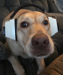 Grandparents dog Molly really doesnt like fireworks