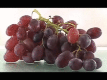 Grapes turning into raisins