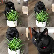 Grass Not even once