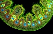 Grass under microscope