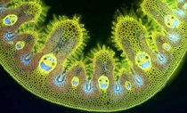Grass under microscope looks quite happy