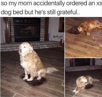 Grateful doggo