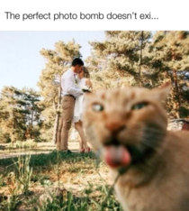 Great photo of the cat
