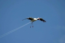 Great they are using birds for chemtrails now