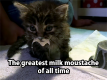 Greatest milk moustache ever
