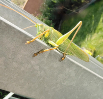 Green grasshopper giving me a finger