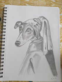 Greyhound with the Pearl Earring