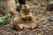 Groundhog at St Louis Zoo