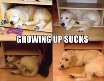 Growing up sucks for dogs too