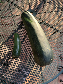 Growing zucchinis One was hiding from me