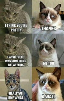 Grumpy cat at it again