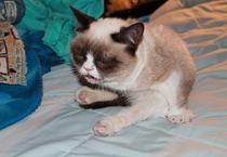 Grumpy Cat in mid-sneeze